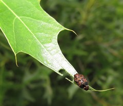 Brachys ovatus