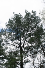 Pinus maximinoi