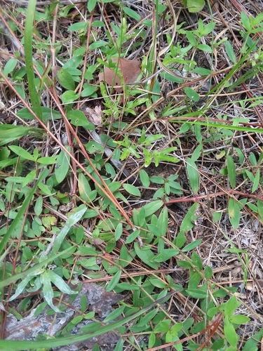 Image of Diodia harperi by (c) Will McFarland, some rights reserved (CC BY)