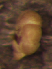 Trochammina inflata