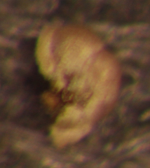 Trochammina inflata
