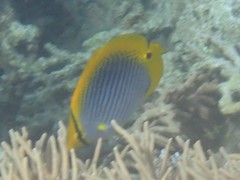 Chaetodon ocellicaudus