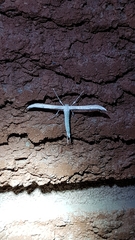 Hellinsia homodactylus