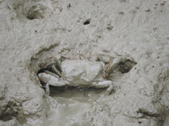 Macrophthalmus banzai