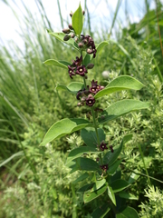 Vincetoxicum atratum