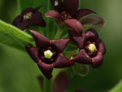 Vincetoxicum atratum