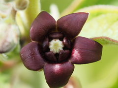 Vincetoxicum atratum