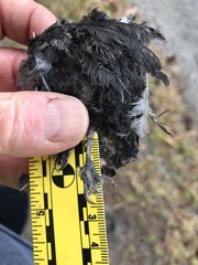 Poecile atricapillus