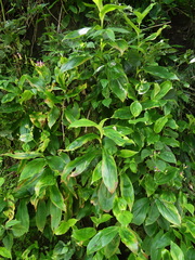 Tricyrtis lasiocarpa