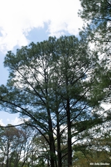Pinus maximinoi