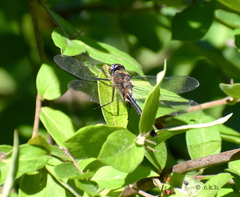 Cordulia shurtleffii