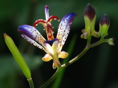 Tricyrtis lasiocarpa