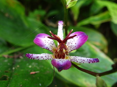 Tricyrtis lasiocarpa