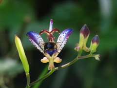 Tricyrtis lasiocarpa