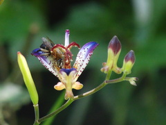Tricyrtis lasiocarpa