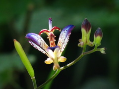Tricyrtis lasiocarpa