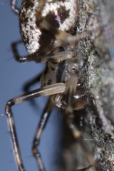 Drapetisca alteranda