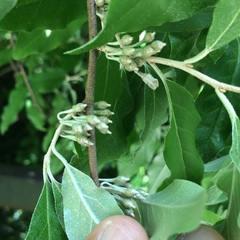 Elaeagnus umbellata