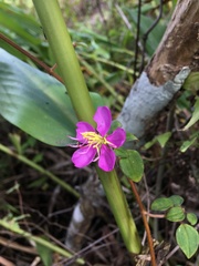 Heterotis rotundifolia