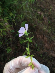 Pterolepis glomerata
