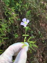 Pterolepis glomerata