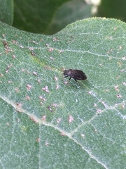 Slaterocoris