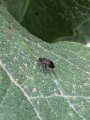 Slaterocoris