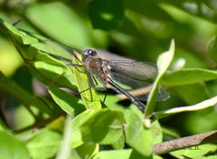 Cordulia shurtleffii