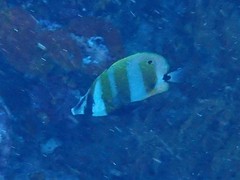 Coradion chrysozonus