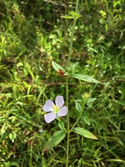 Pterolepis glomerata