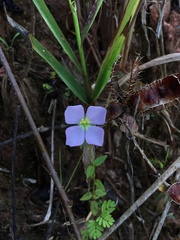 Pterolepis glomerata
