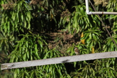 Passer domesticus