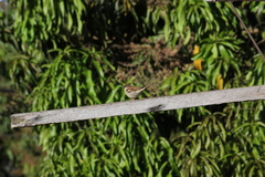 Passer domesticus