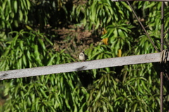 Passer domesticus