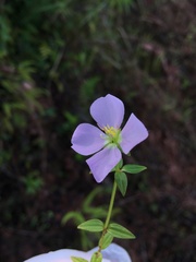 Pterolepis glomerata