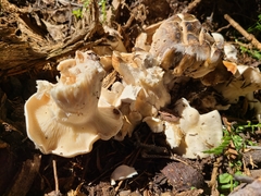 Clitocybe glacialis