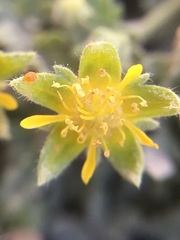 Ivesia jaegeri