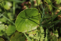 Hydrocotyle tribotrys