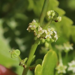Hydrocotyle tribotrys