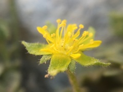 Ivesia jaegeri