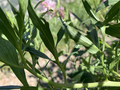 Clematis hirsutissima