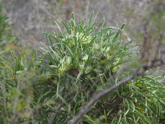 Hakea corymbosa