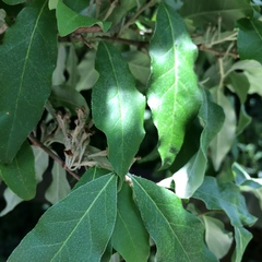 Elaeagnus umbellata