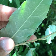 Elaeagnus umbellata