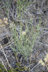 Lygodesmia juncea