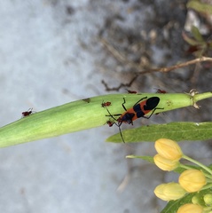 Oncopeltus fasciatus