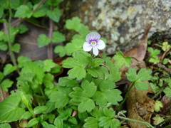 Veronica oligosperma