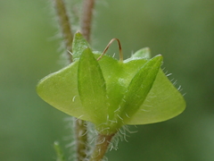 Veronica oligosperma