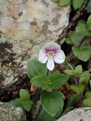 Veronica oligosperma