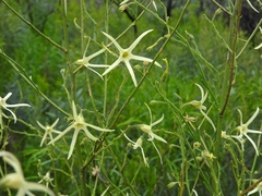 Anthocercis angustifolia
